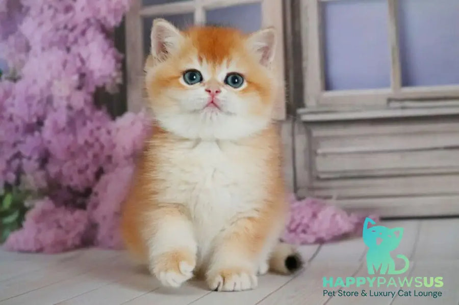 Vincent British Shorthair male black golden chinchilla - live animals