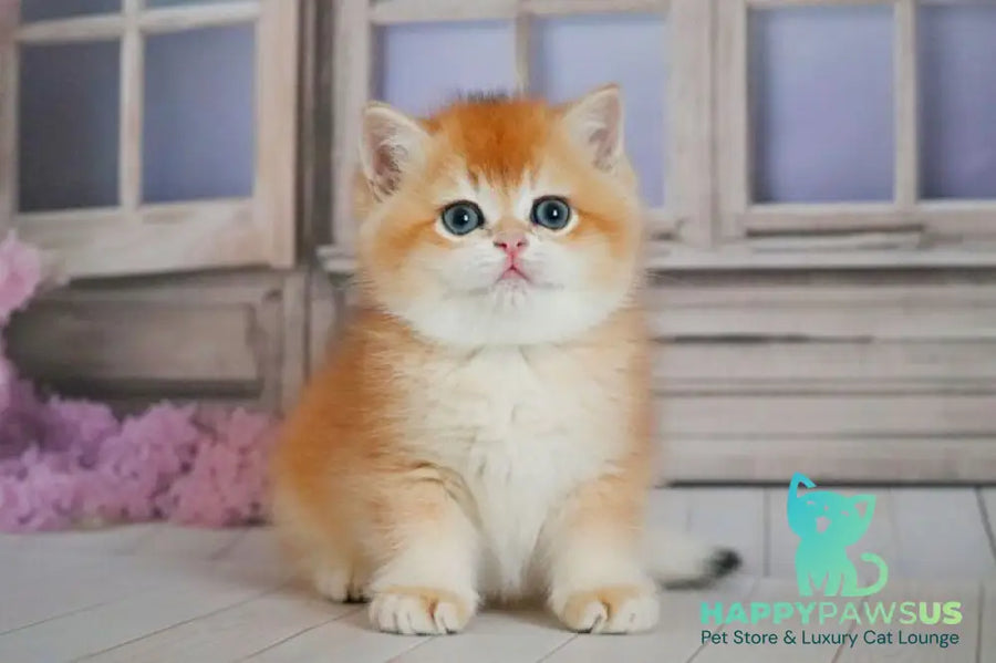 Vincent British Shorthair male black golden chinchilla - live animals