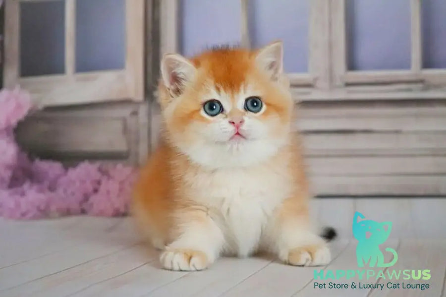 Vincent British Shorthair male black golden chinchilla - live animals