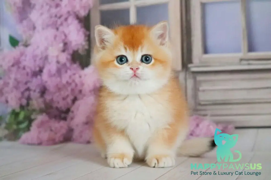 Vincent British Shorthair male black golden chinchilla - live animals