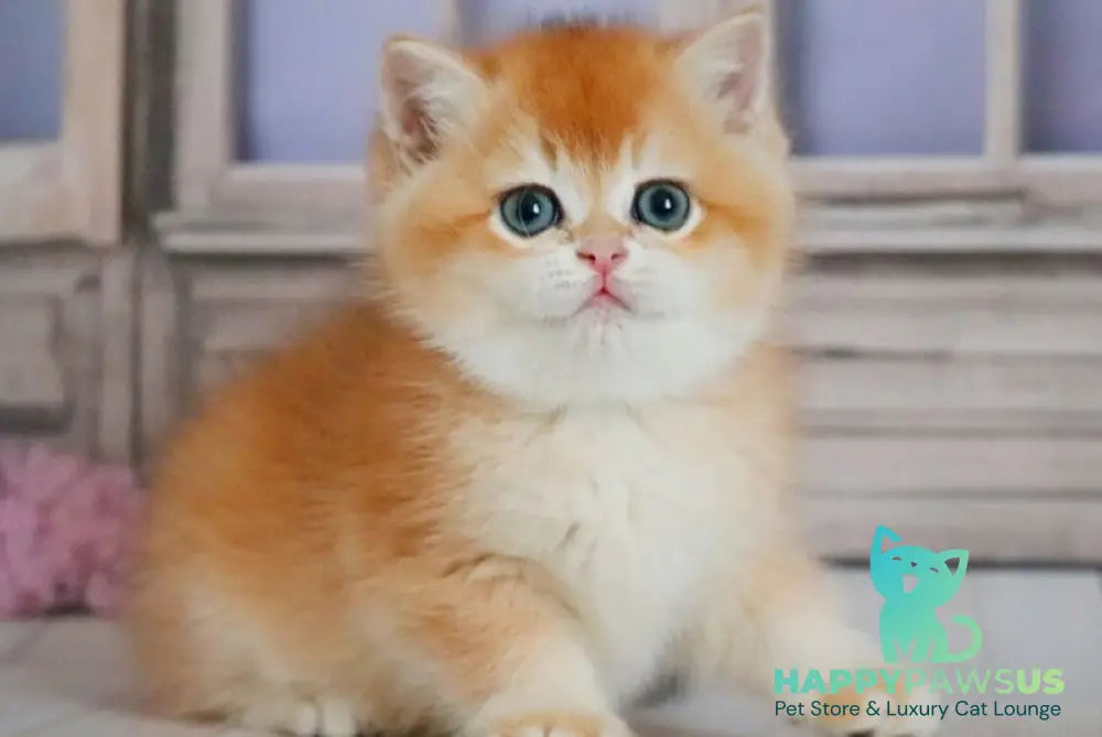 Vincent British Shorthair male black golden chinchilla - live animals