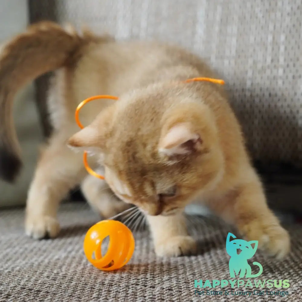 Vincent British Shorthair male chocolate golden shaded - live animals