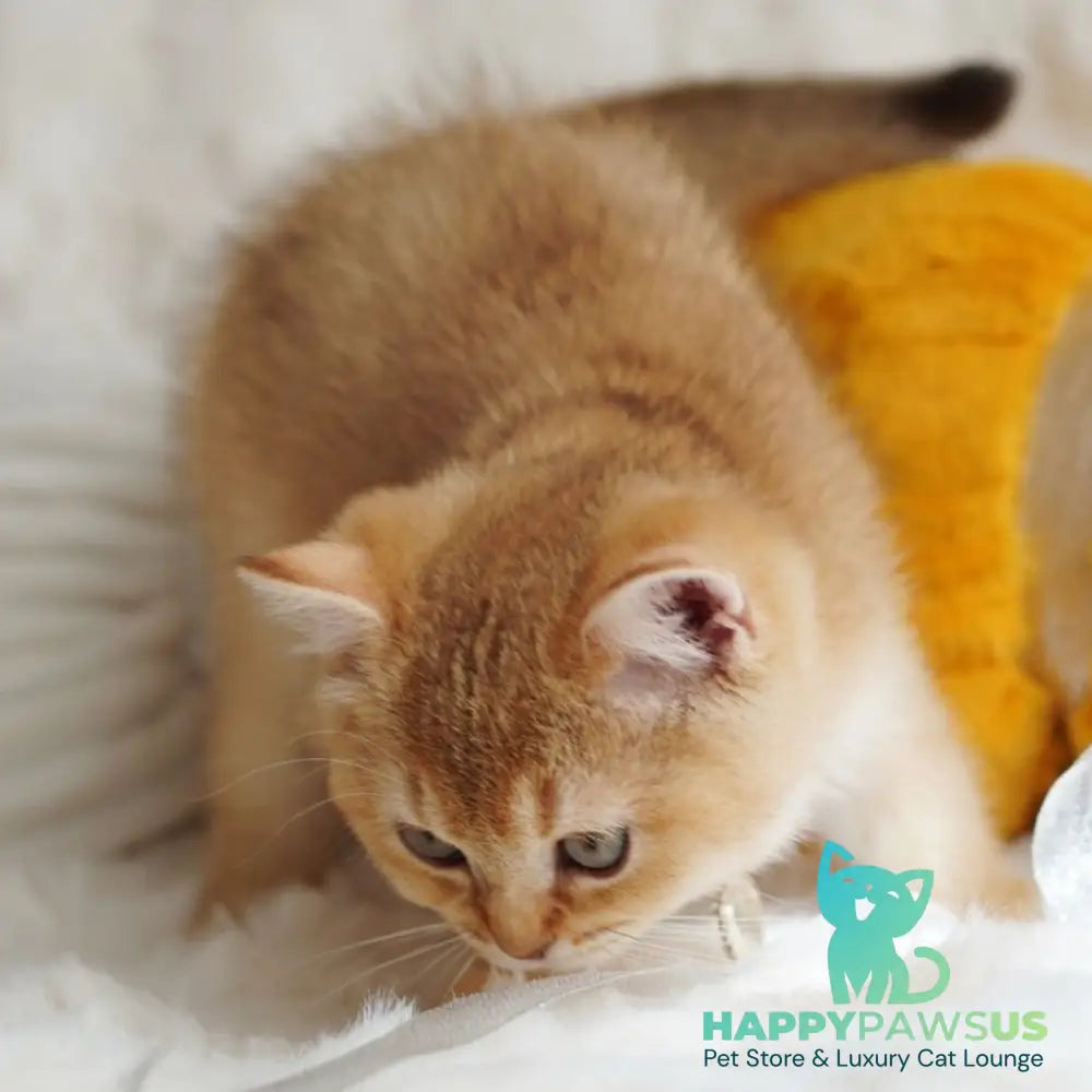 Vincent British Shorthair male chocolate golden shaded - live animals