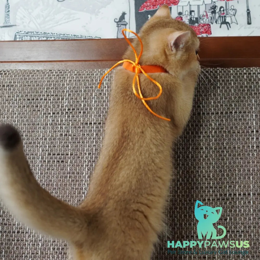 Vincent British Shorthair male chocolate golden shaded - live animals