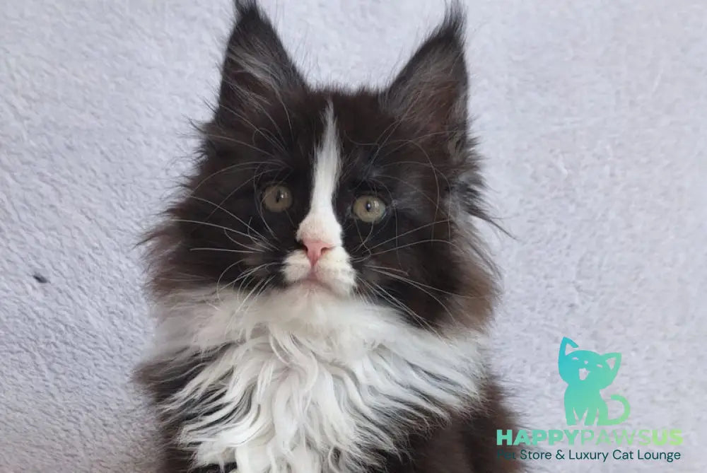 Vincent Maine Coon male black bicolour - live animals