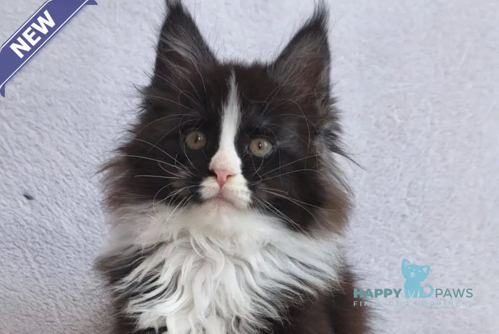 Vincent Maine Coon male black bicolour - live animals