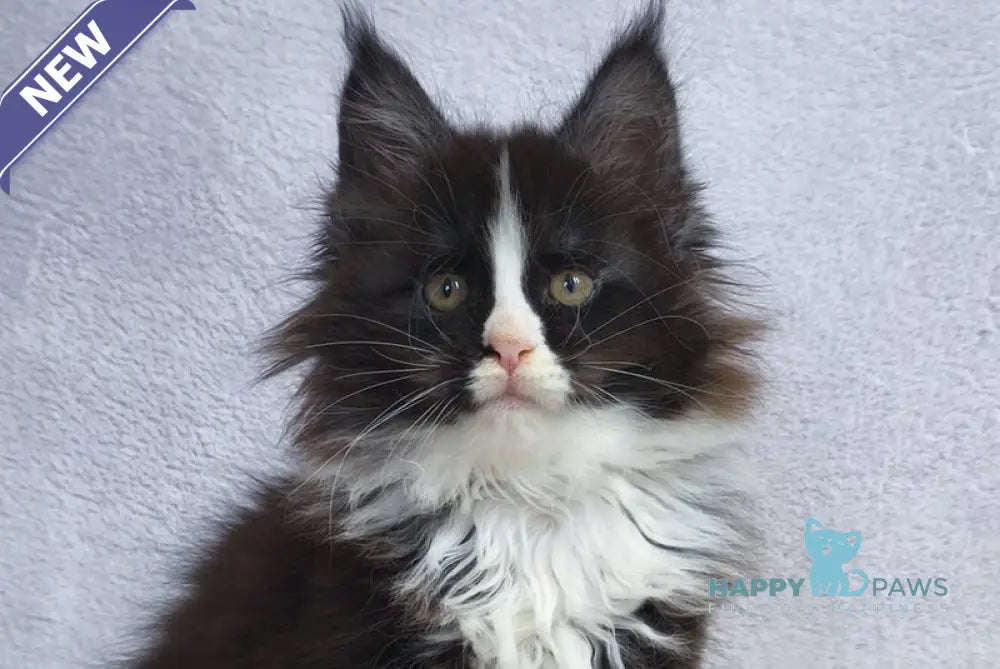 Vincent Maine Coon male black bicolour - live animals