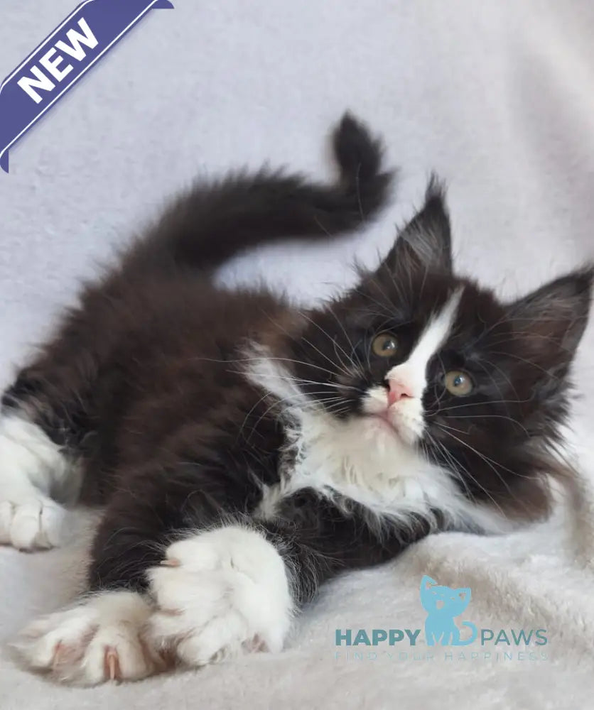 Vincent Maine Coon male black bicolour - live animals