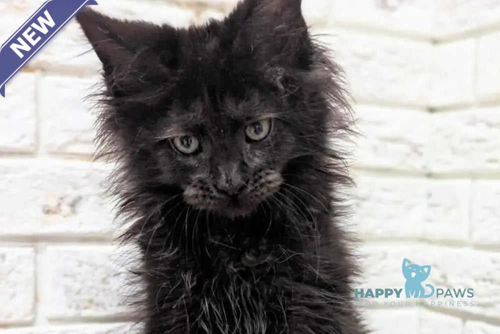Vincent Maine Coon male black live animals