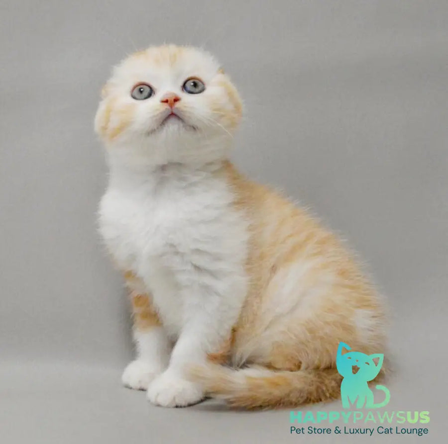 Vincent Scottish Fold male red silver spotted tabby bicolour - live animals