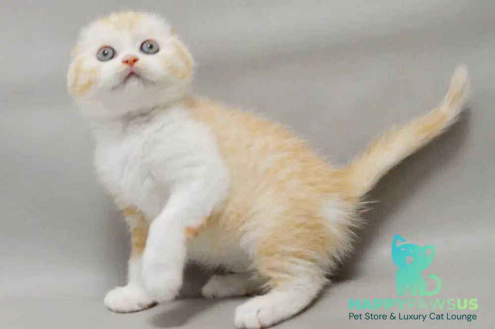 Vincent Scottish Fold male red silver spotted tabby bicolour - live animals