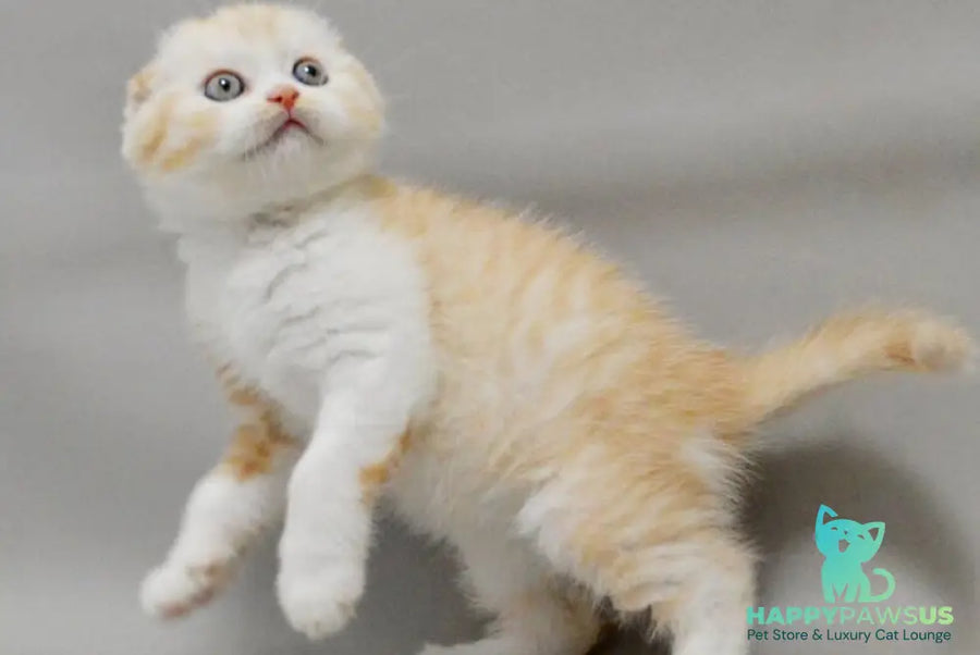 Vincent Scottish Fold male red silver spotted tabby bicolour - live animals