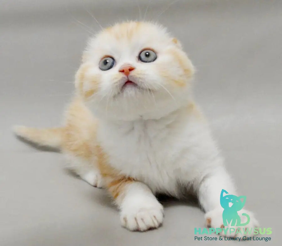 Vincent Scottish Fold male red silver spotted tabby bicolour - live animals