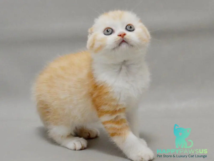 Vincent Scottish Fold male red silver spotted tabby bicolour - live animals