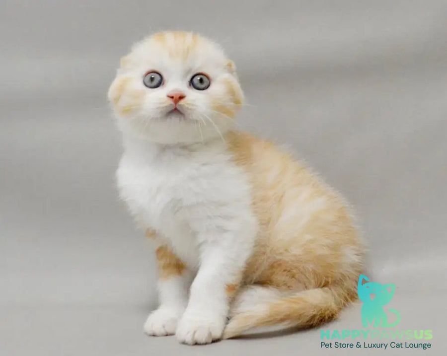 Vincent Scottish Fold male red silver spotted tabby bicolour - live animals