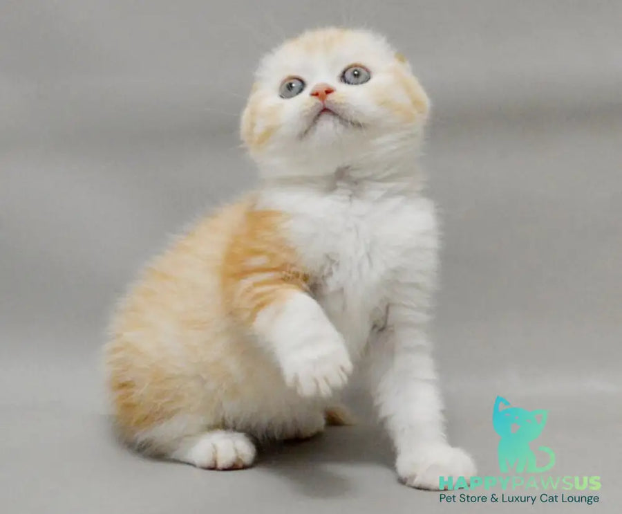 Vincent Scottish Fold male red silver spotted tabby bicolour - live animals