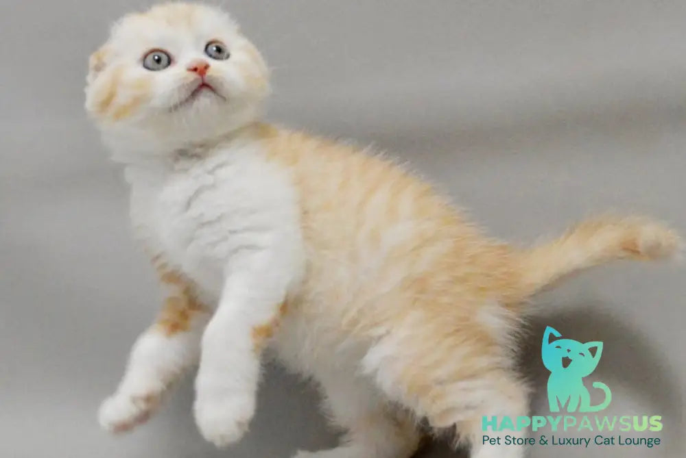 Vincent Scottish Fold male red silver spotted tabby bicolour - live animals