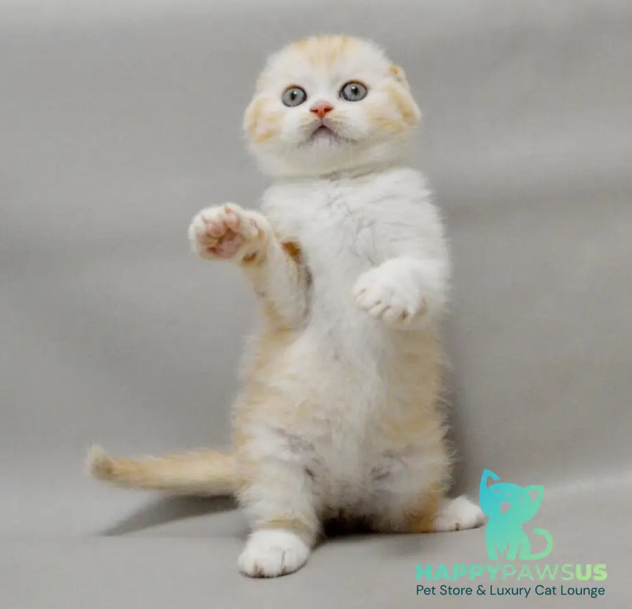 Vincent Scottish Fold male red silver spotted tabby bicolour - live animals