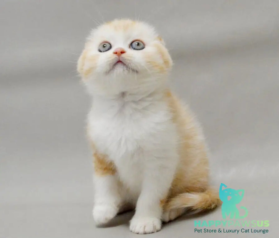 Vincent Scottish Fold male red silver spotted tabby bicolour - live animals
