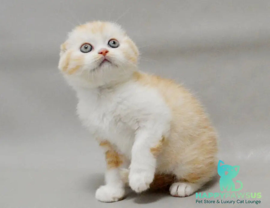 Vincent Scottish Fold male red silver spotted tabby bicolour - live animals