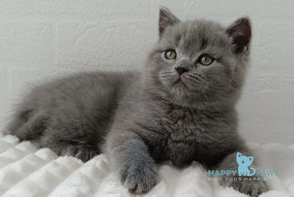 Vincent Scottish Straight male blue - live animals