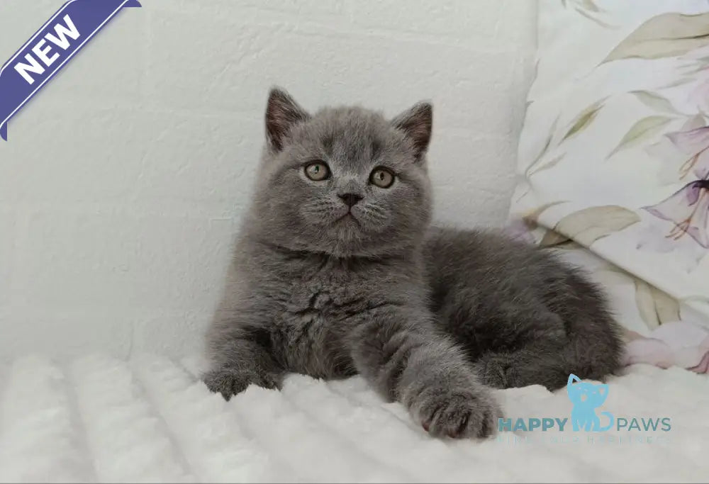 Vincent Scottish Straight male blue - live animals