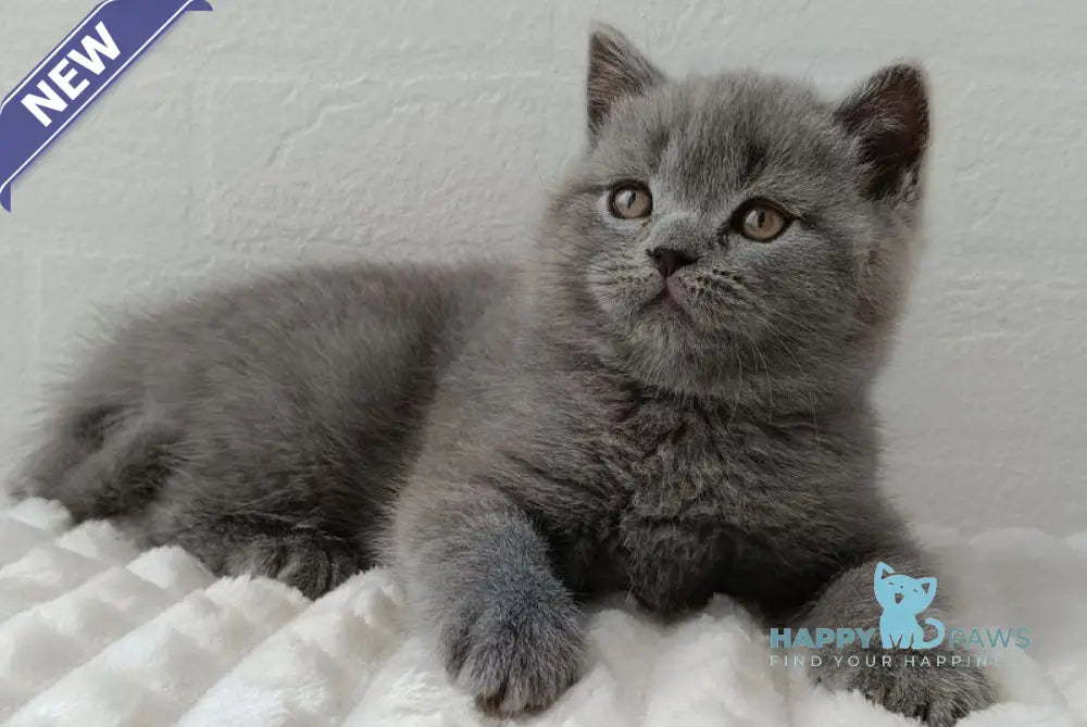 Vincent Scottish Straight male blue - live animals
