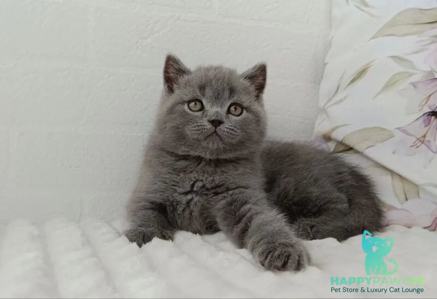 Vincent Scottish Straight male blue - live animals