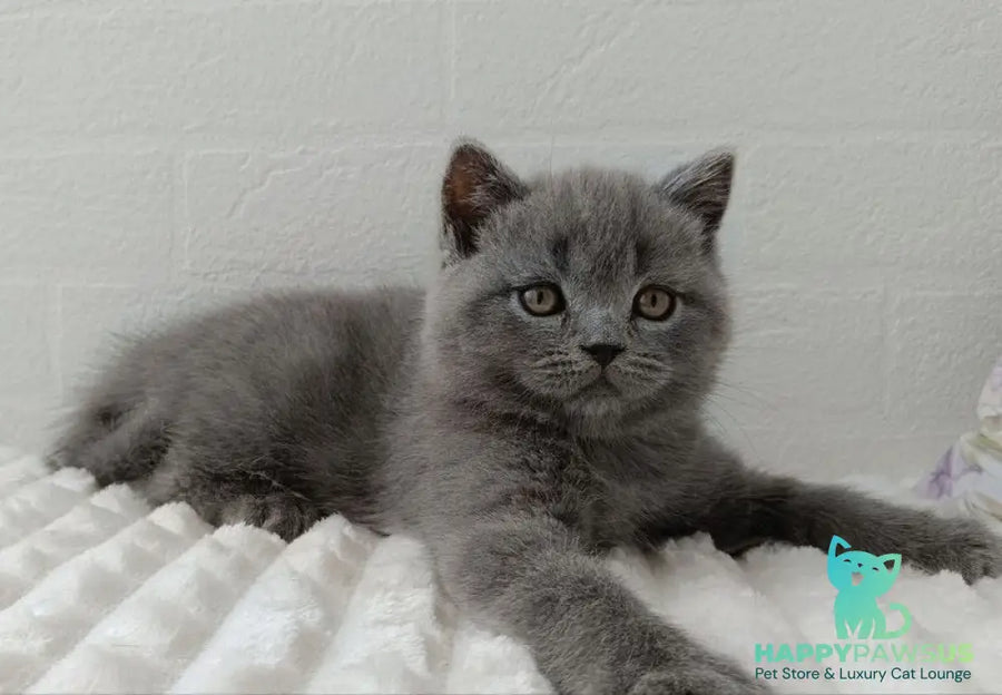 Vincent Scottish Straight male blue - live animals
