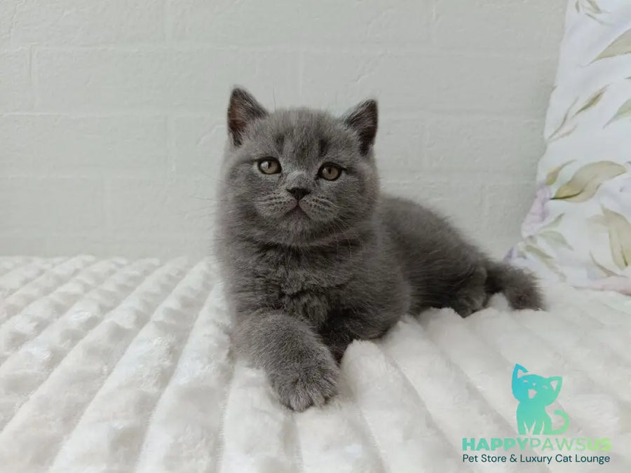 Vincent Scottish Straight male blue - live animals