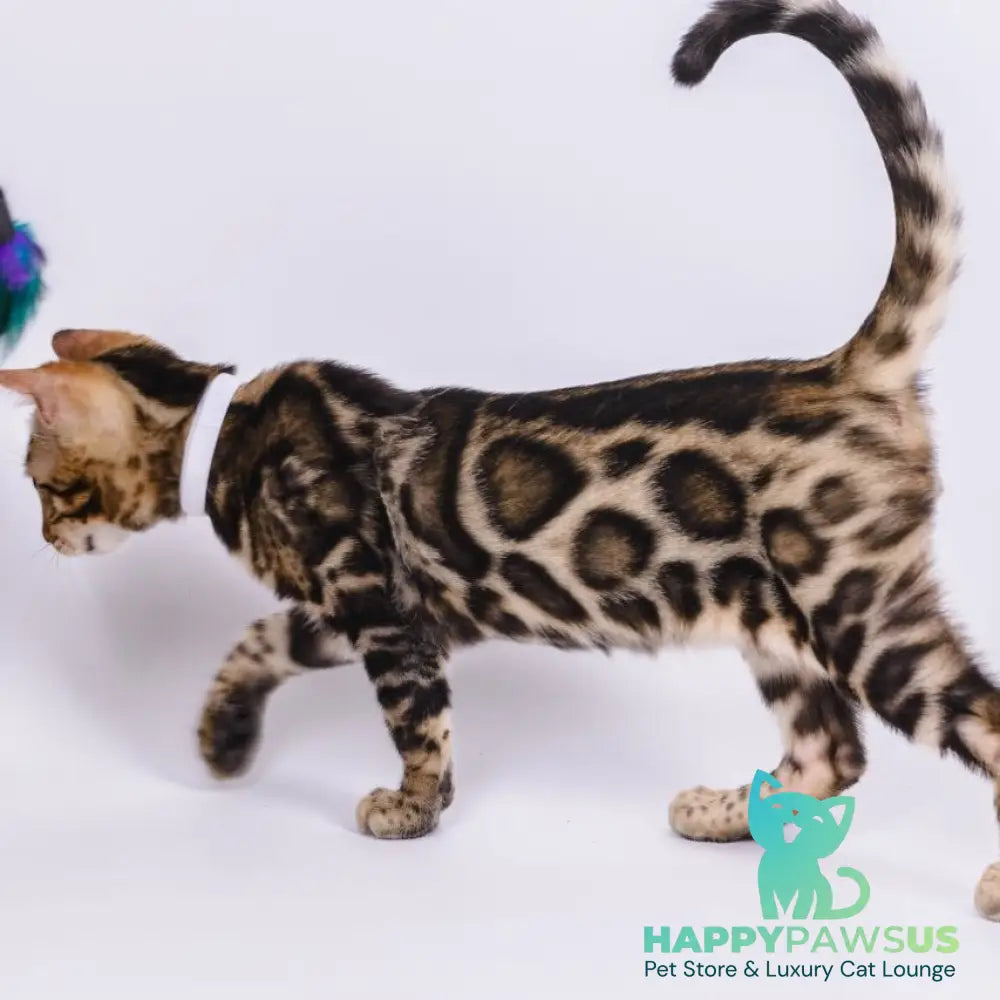 Vincenzo Bengal male black spotted tabby - live animals