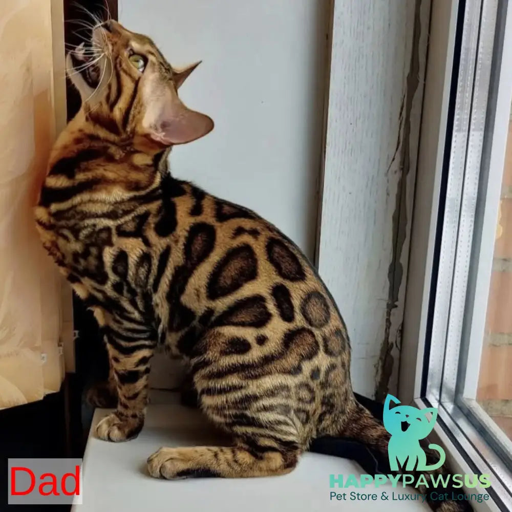 Vincenzo Bengal male black spotted tabby - live animals