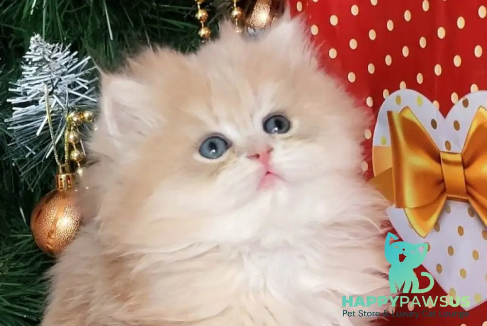 Vinnie British Longhair male lilac golden chinchilla live animals