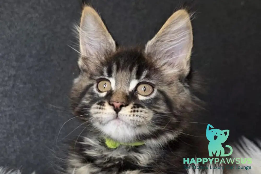 Vinnie Maine Coon male black tabby live animals