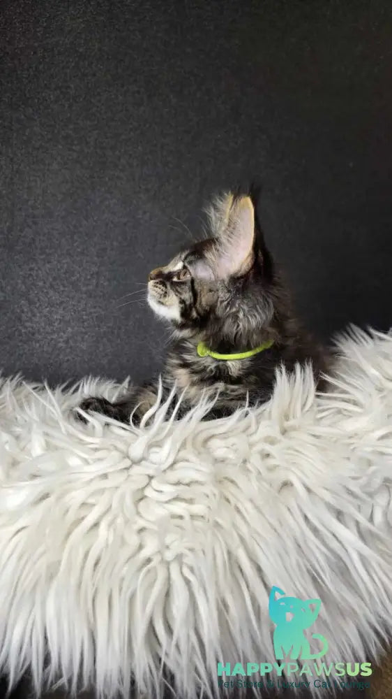 Vinnie Maine Coon male black tabby live animals