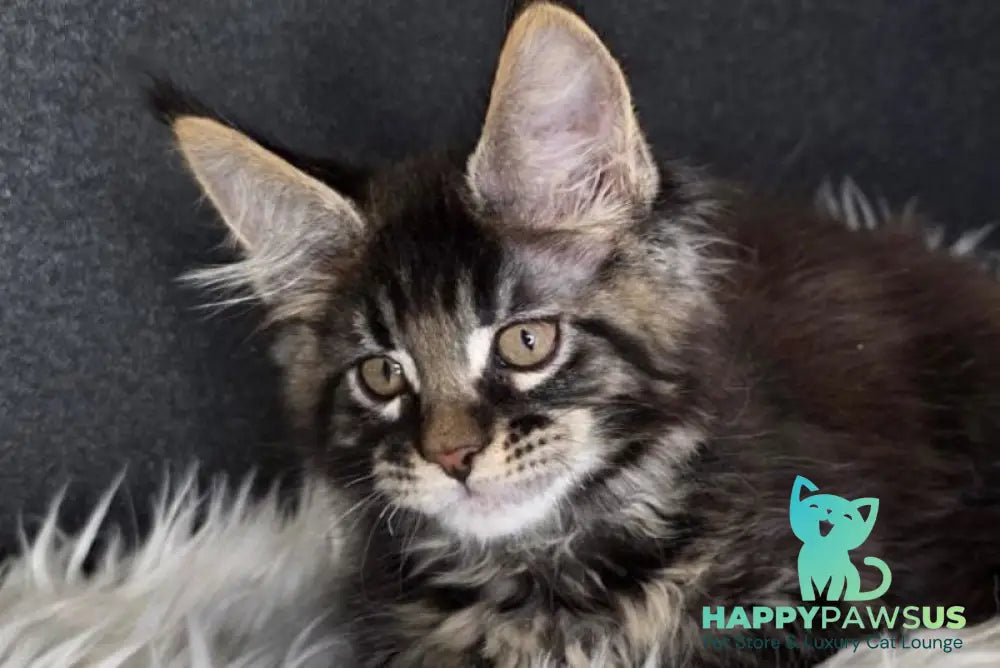 Vinnie Maine Coon male black tabby live animals