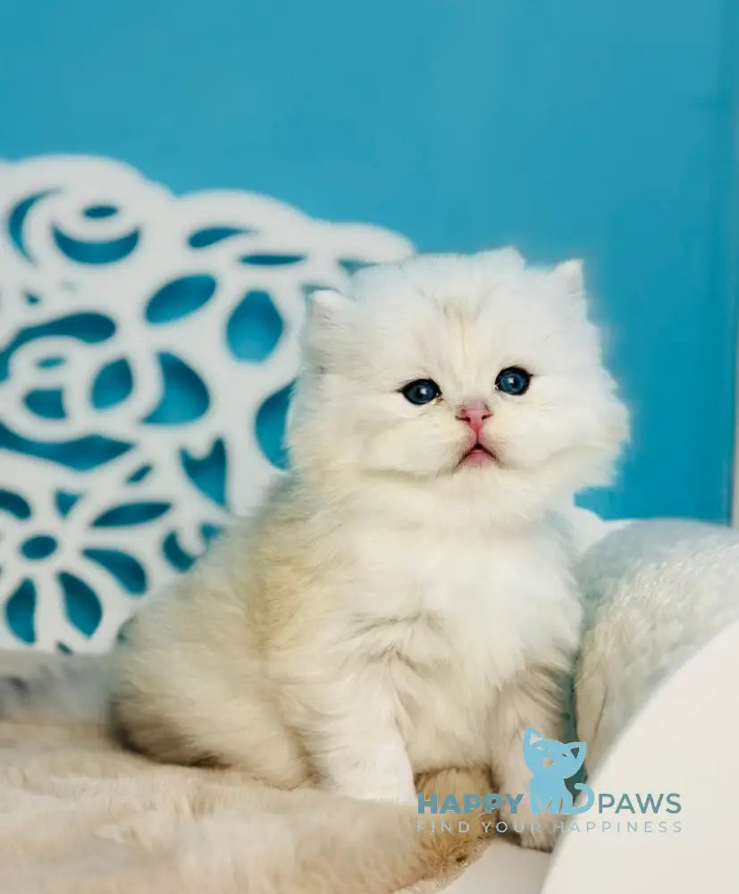 Vinnie Scottish Straight male black silver shaded - live animals