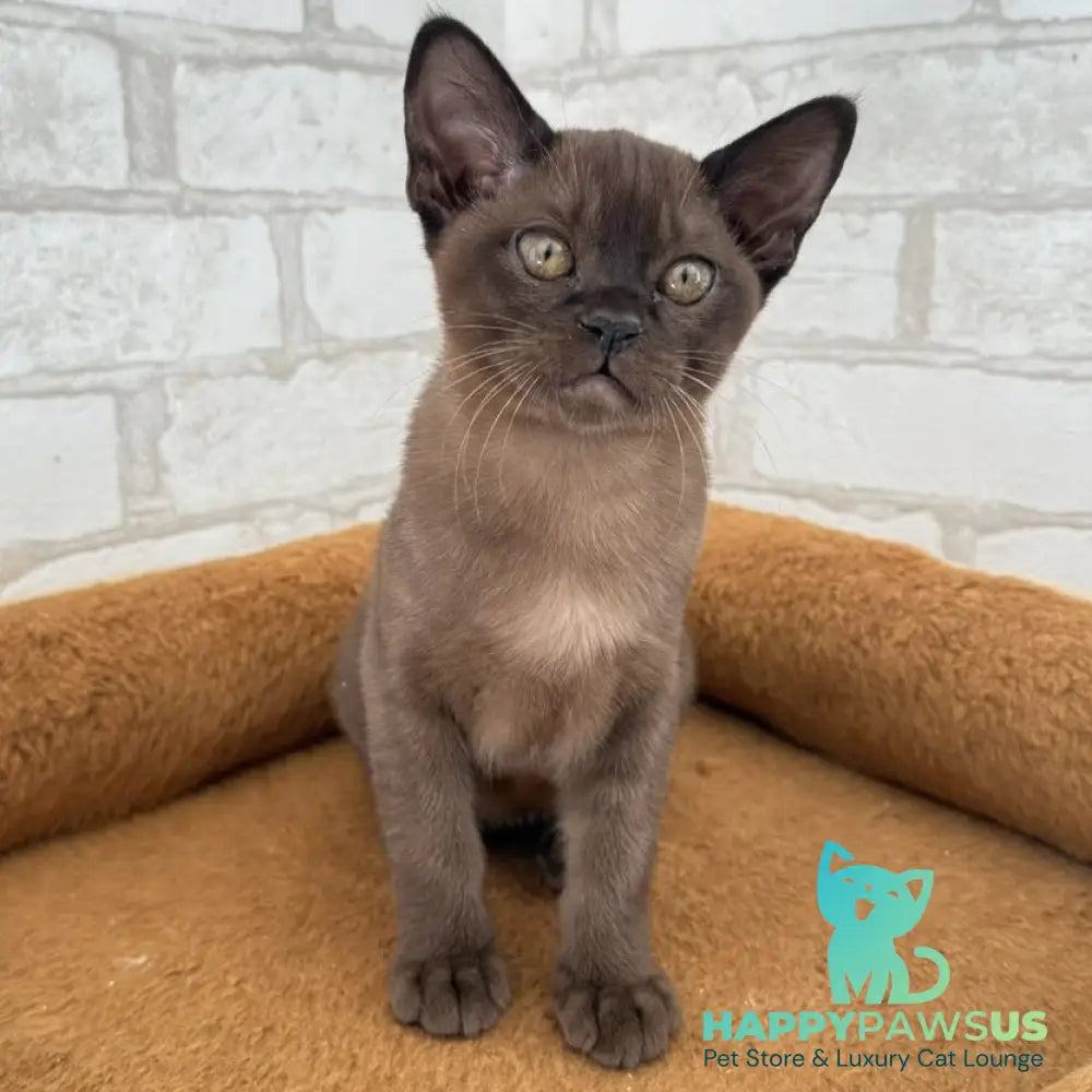 Vinny Burmese male sable - live animals
