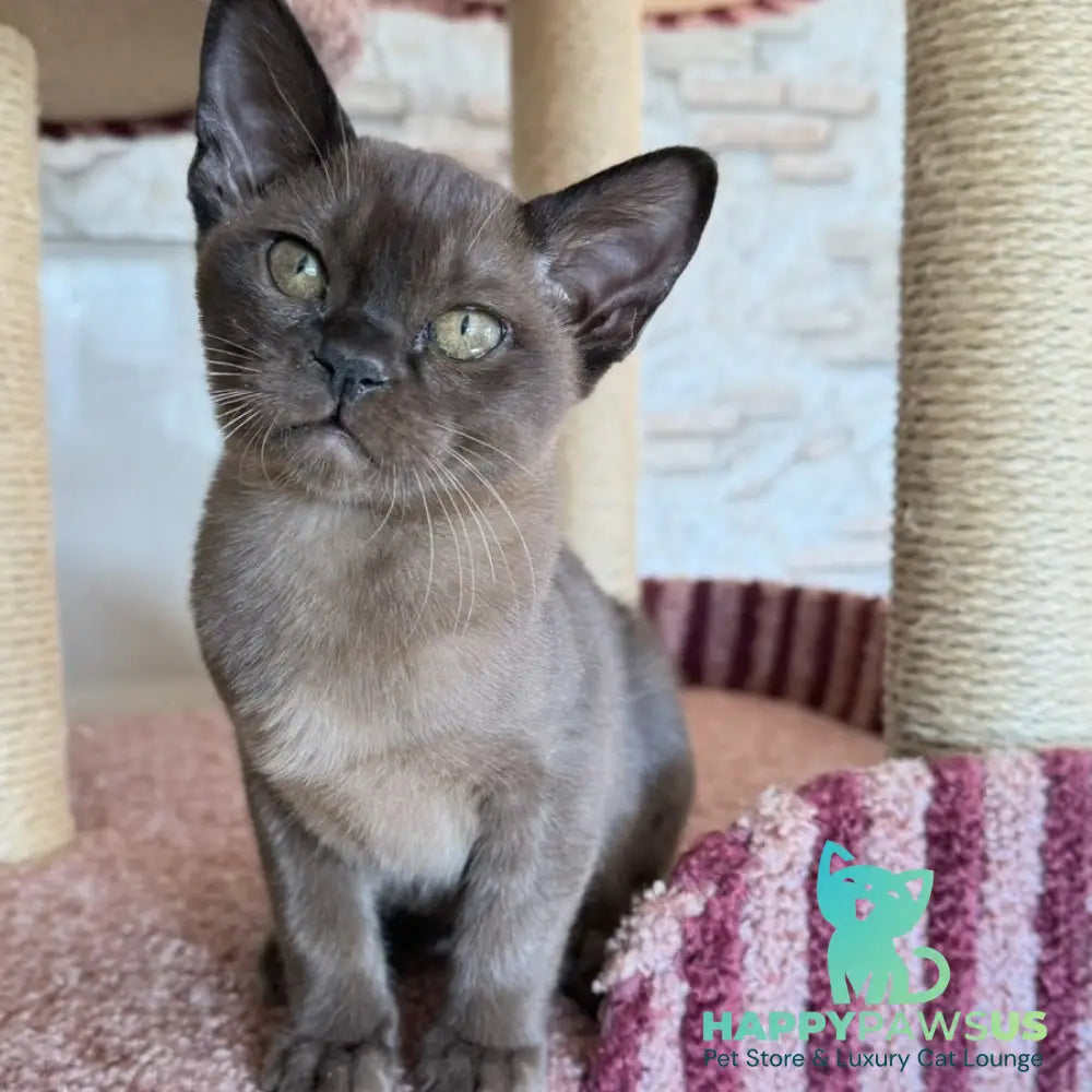 Vinny Burmese male sable - live animals
