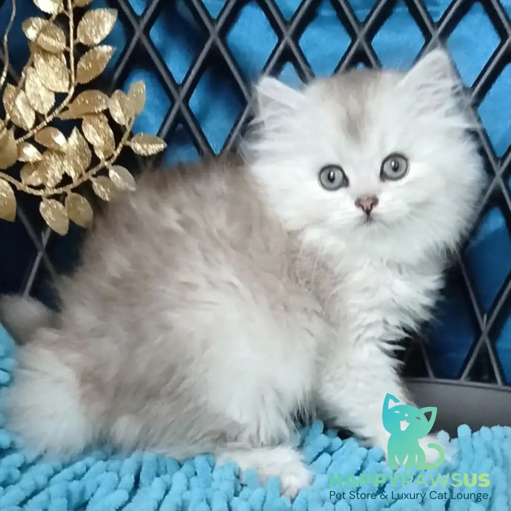 Vinsont Persian male black silver ticked tabby - live animals