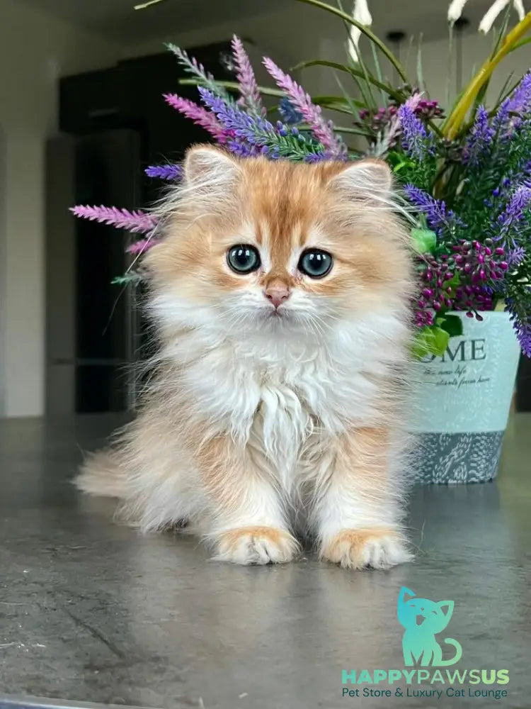 Viola British Longhair female black golden shaded - live animals