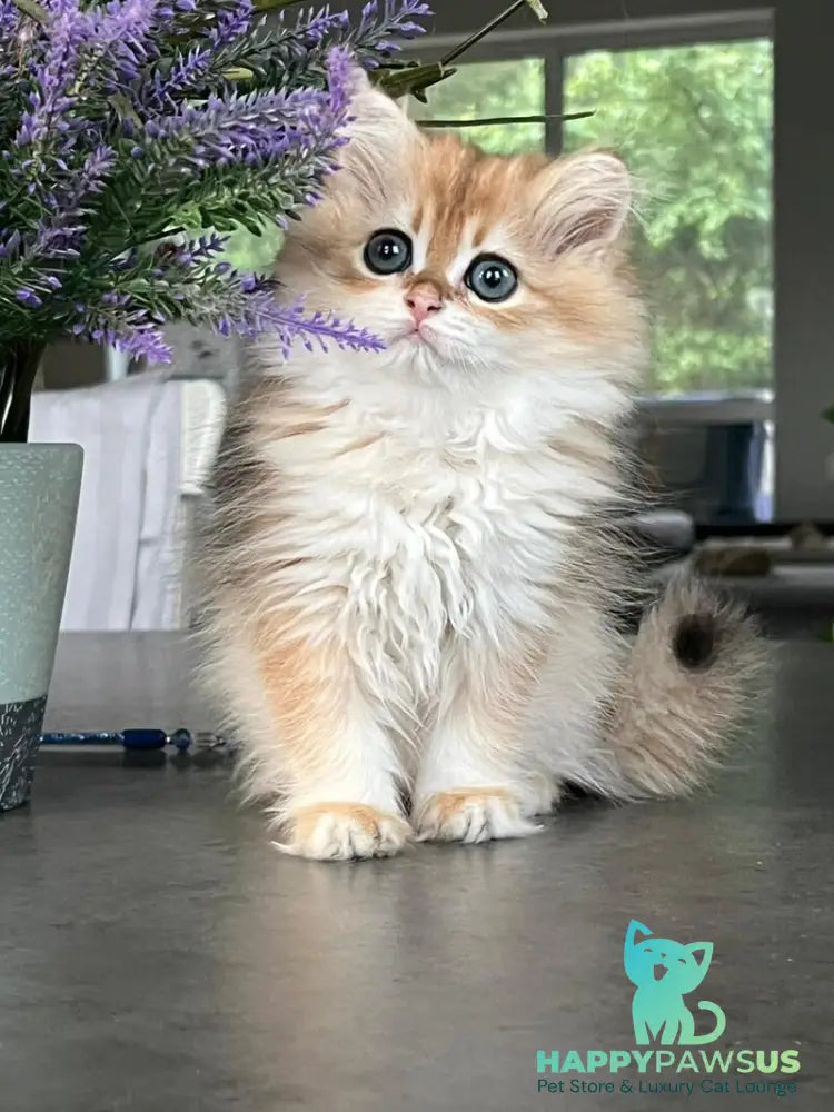 Viola British Longhair female black golden shaded - live animals