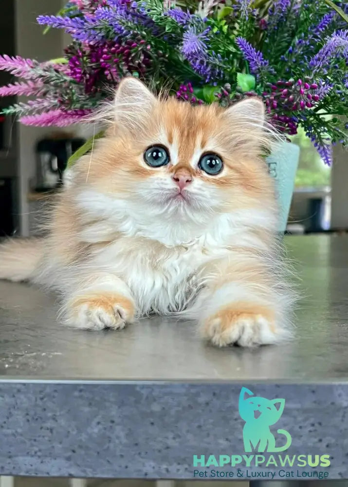Viola British Longhair female black golden shaded - live animals