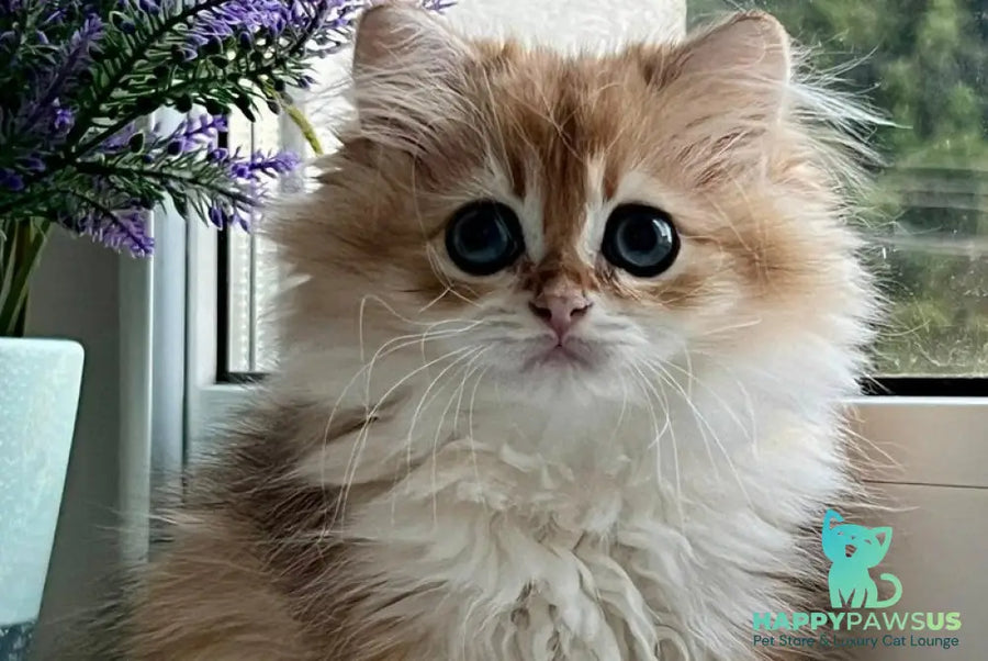 Viola British Longhair female black golden shaded - live animals
