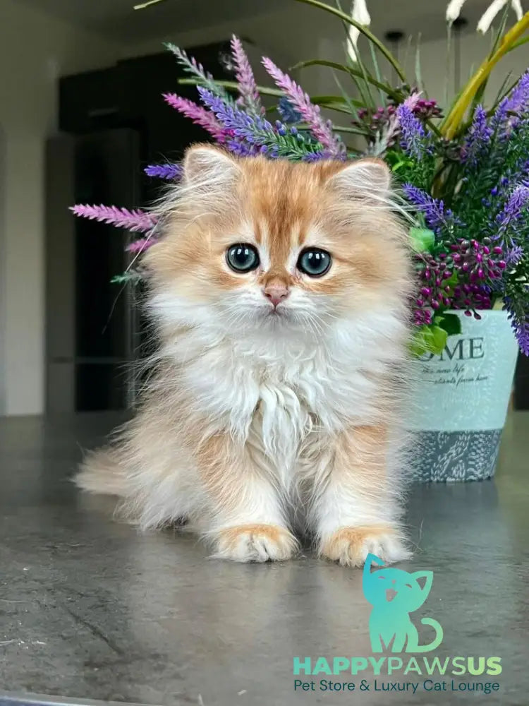 Viola British Longhair female black golden shaded - live animals
