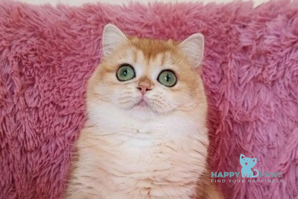 Viola British Shorthair female black golden chinchilla live animals