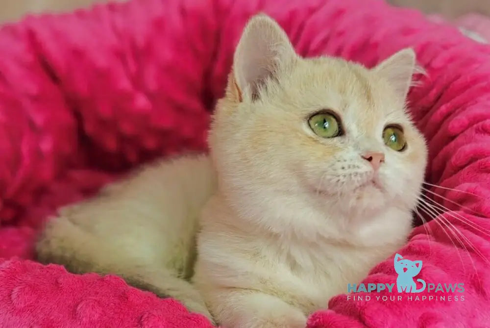 Viola British Shorthair female lilac golden chinchilla live animals