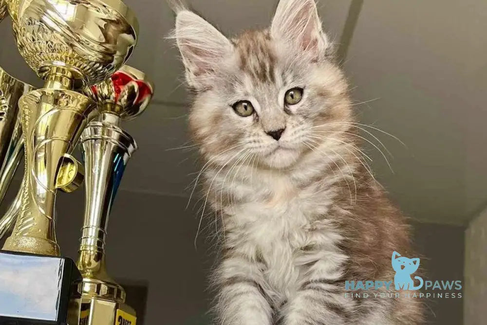 Viola Maine Coon female black tortie silver tabby live animals