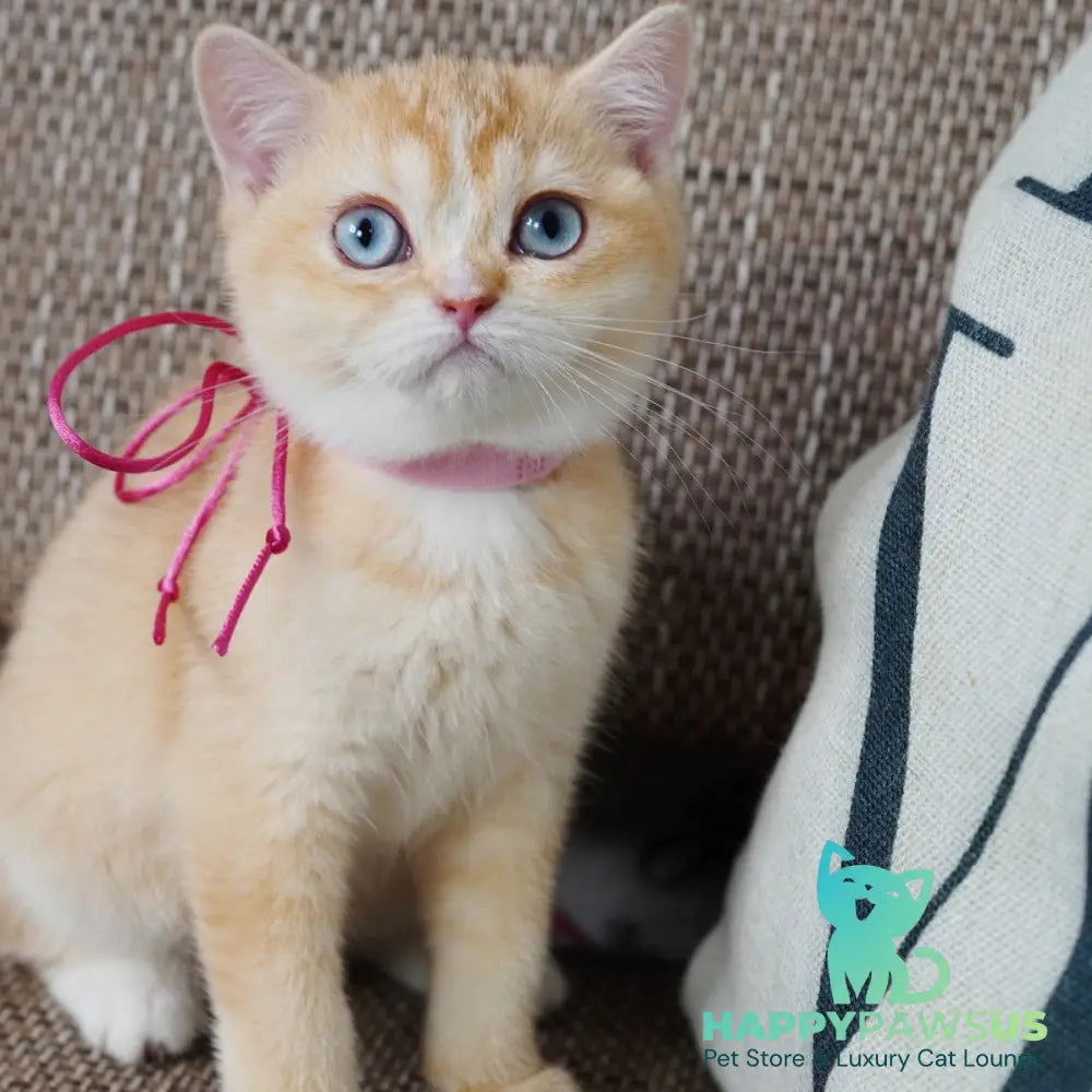 Violet British Shorthair female chocolate tortie golden chinchilla with white - live animals