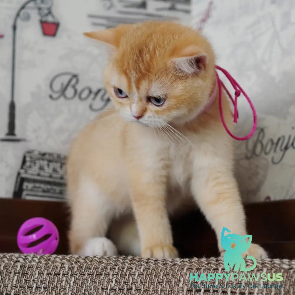 Violet British Shorthair female chocolate tortie golden chinchilla with white - live animals